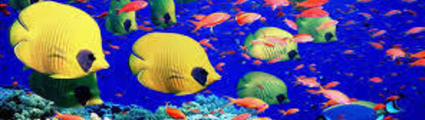 Baisse de la quantité de polluants dans la Grande barrière de corail, selon l'Australie