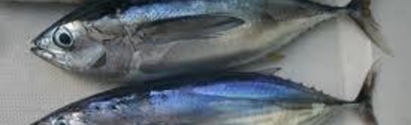 Les îles du Pacifique sud augmentent de 33% les droits de pêche au thon pour les flottes étrangères