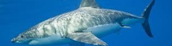 Le grand requin blanc n'est pas en danger d'extinction dans le Nord-Est Pacifique
