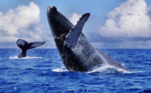 5 000 baleines sillonnent le Pacifique Sud