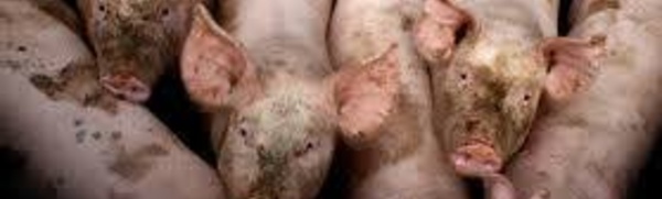 Inauguration de la station porcine de Moorea