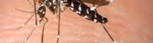 Pas de nouveau cas de chikungunya détecté en Polynésie