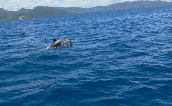 Mammifères et oiseaux marins de N-Calédonie et de Wallis et Futuna vont être recensés