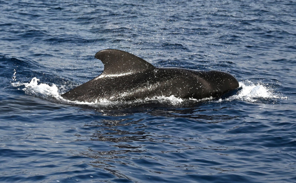 250 cétacés meurent échoués en Nouvelle-Zélande