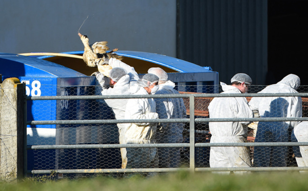 Grippe aviaire: déjà plus de 300.000 volailles d'élevage abattues depuis l'été