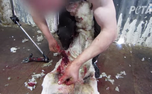 Une ONG critiquée pour des vidéos sur la maltraitance de moutons en Australie