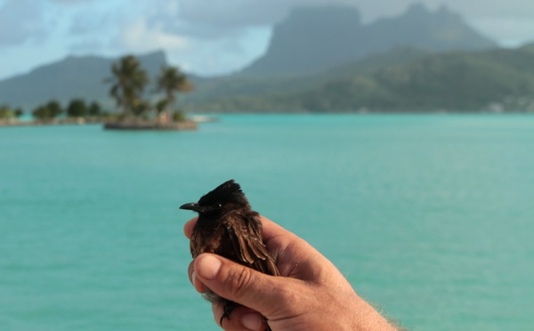 46 espèces invasives menacent la biodiversité polynésienne