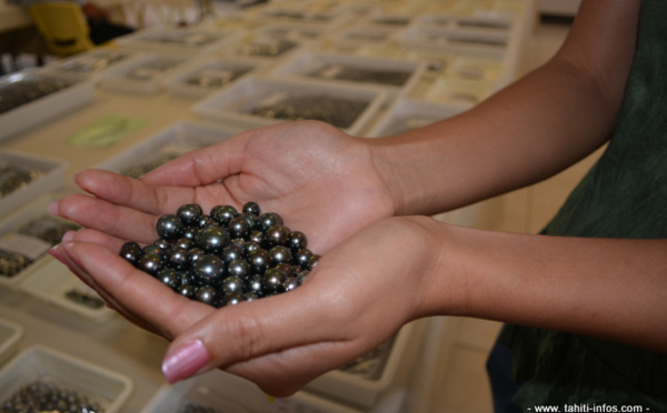 Perles de Tahiti : plus de 700 000 pièces à céder aux enchères de juillet
