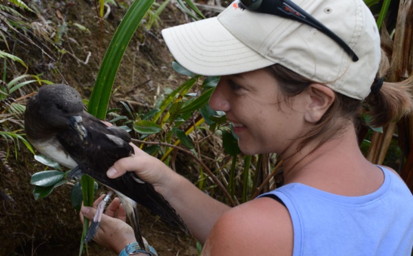 Oiseaux : une conférence ce samedi à Papeete sur les pétrels et les puffins