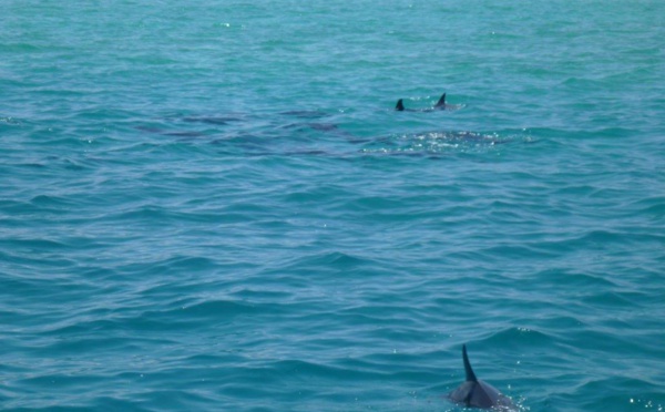 Environnement : le lagon de Moorea, seul site polynésien classé « zone humide »