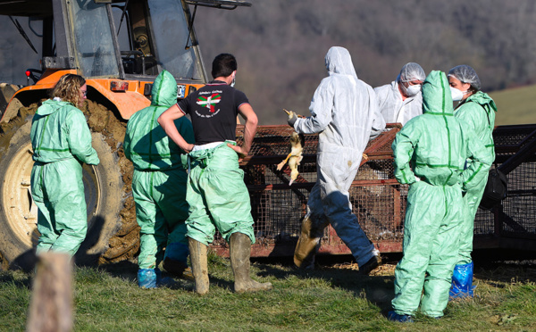 Grippe aviaire: nouvel ordre de confinement général des volailles françaises