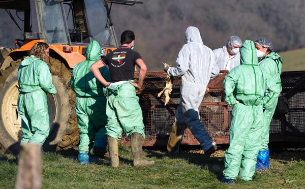 Grippe aviaire: nouvel ordre de confinement général des volailles françaises