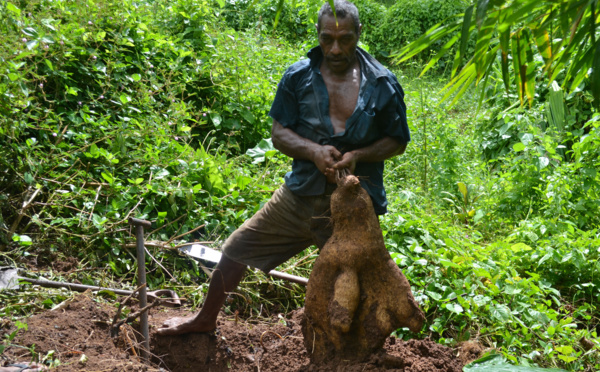 L'« île bio » de Cicia (Fidji) fournit des ignames à la Communauté du Pacifique Sud