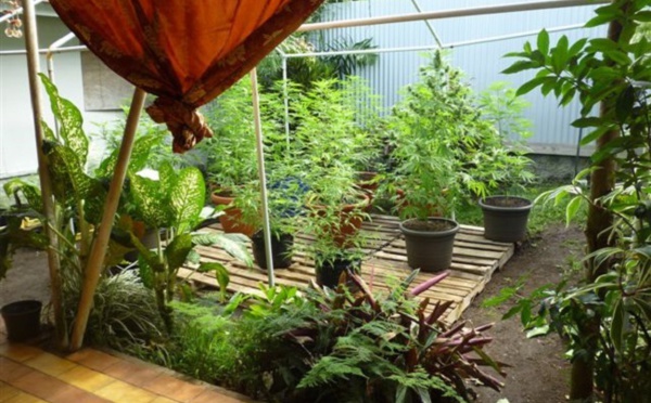 Papara : destructions de 235 plants de paka