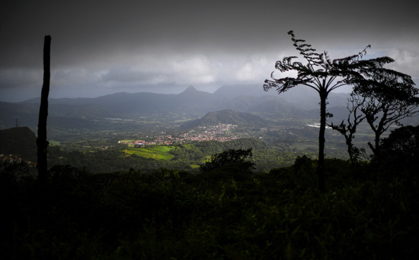 Une des limaces les plus nuisibles au monde s'implante en Martinique