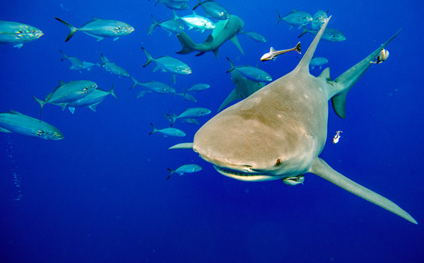 Protection des requins: décision "historique" au sommet sur les espèces menacées
