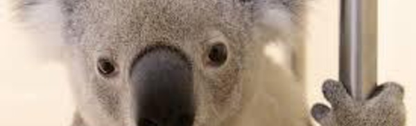 Un koala miraculé du bouche-à-bouche