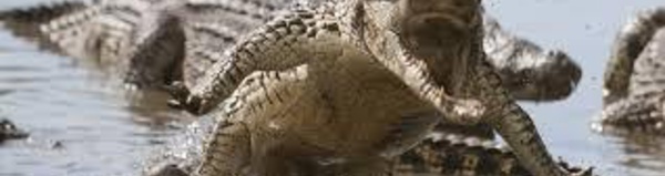Nouvelles attaques de crocodiles en Australie et aux Salomon