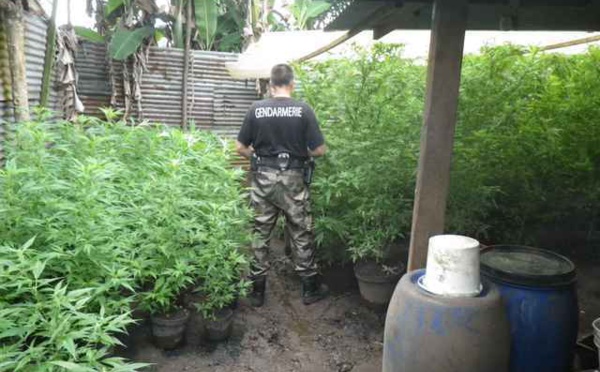 La gendarmerie met à jour deux plantations de "paka" à Papeari