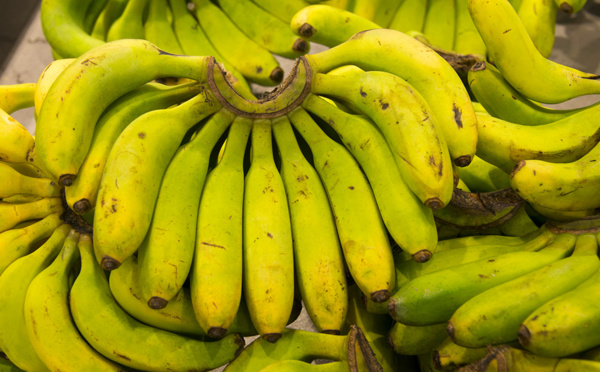 Antilles: de nouvelles variétés de bananes pour pérenniser la filière