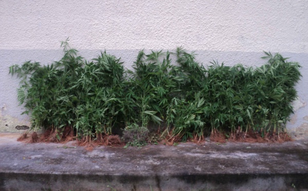 1064 pieds de cannabis saisis à Rurutu