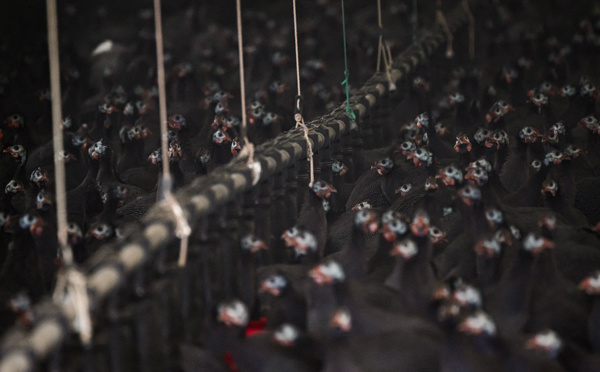 L'Europe fait face à la pire grippe aviaire de son histoire