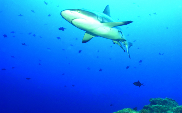 Les requins de Polynésie sont des stars sur YouTube
