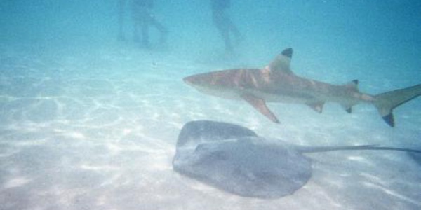 Une touriste mordue par un requin à pointes noires dans le lagon de Moorea