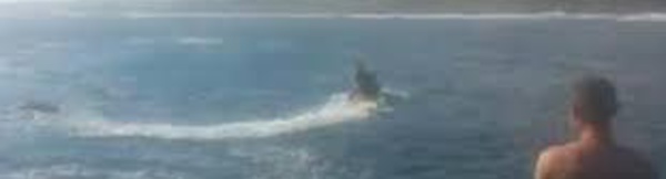 Australie: un surfeur de 23 ans grièvement blessé par un requin