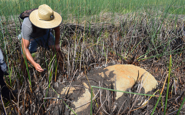 Ile de Pâques: une nouvelle statue découverte dans une lagune asséchée