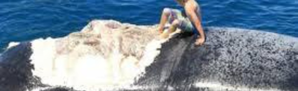 Un Australien s'excuse d'avoir "surfé" sur le cadavre d'une baleine