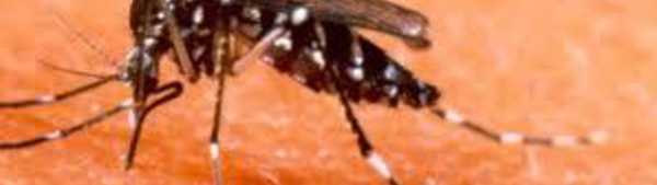 Premier cas importé de chikungunya en Nouvelle-Calédonie