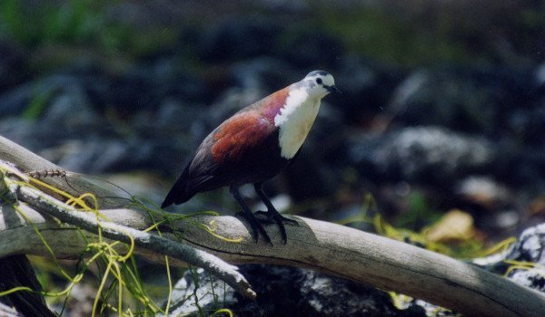 Appel aux dons pour sauver les oiseaux des Gambier