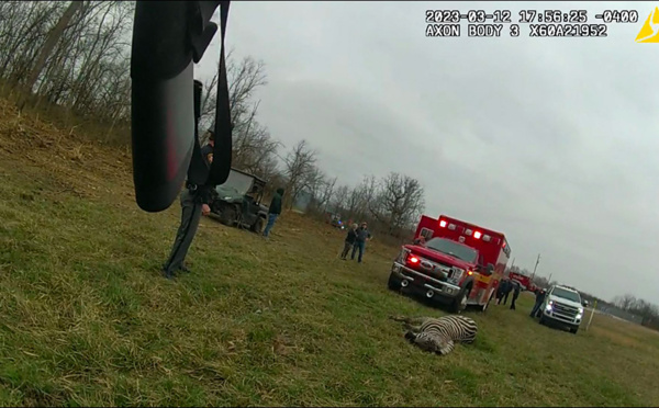 Aux Etats-Unis, un zèbre blesse grièvement son propriétaire en lui mordant le bras