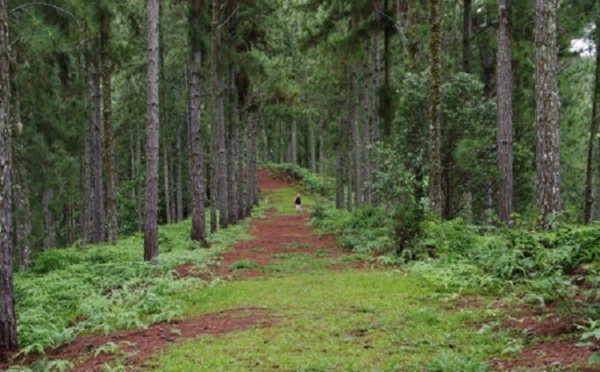 Un enfant de 10 ans meurt lors d'une randonnée à Vaipahi