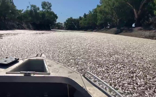 En Australie, des millions de poissons morts bouchent une rivière