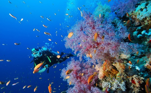 Protection des lagons : La Palme Ifrecor cherche des candidats en Polynésie