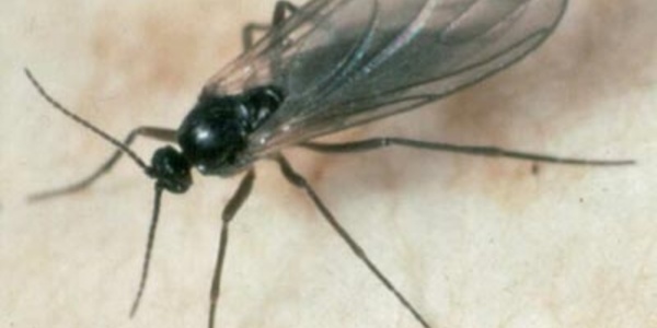 Les nuées de mouches des terreaux se propagent jusqu'à Punaauia