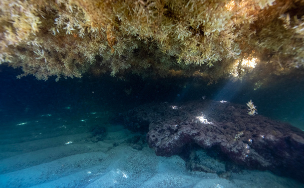Capesterre de Marie-Galante, résigné face au fléau des sargasses