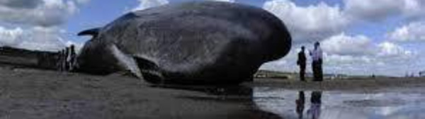 Six cachalots s'échouent en Australie