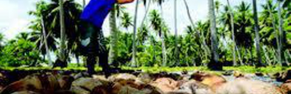 La noix de coco, principal revenu dans les atolls polynésiens