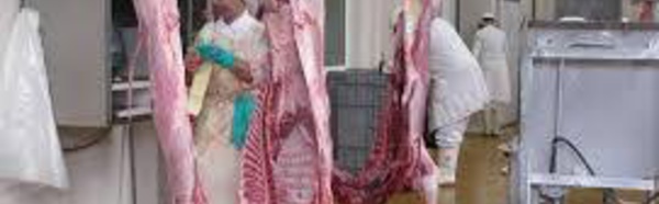 Risque de pénurie de viande locale début janvier avec la fermeture de l'abattoir
