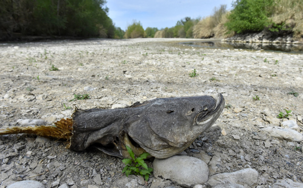 Sécheresse: beaucoup plus de départements concernés par des restrictions cette année