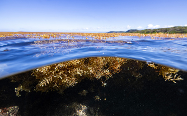 Coup de chaud à la surface des océans, "bombe à retardement" du réchauffement climatique
