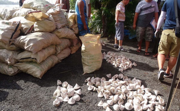 Fin de saison des trocas : les coquilles sur le départ