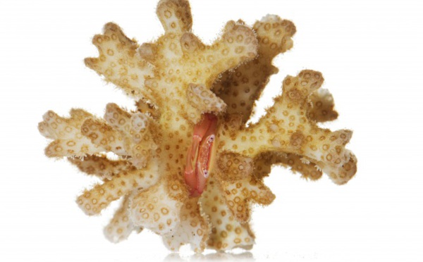 Ces crabes qui protègent les coraux
