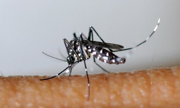Chikungunya : plus de 50 000 cas confirmés