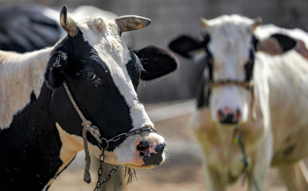 Climat: pour la Cour des comptes, la France devrait réduire son cheptel de vaches