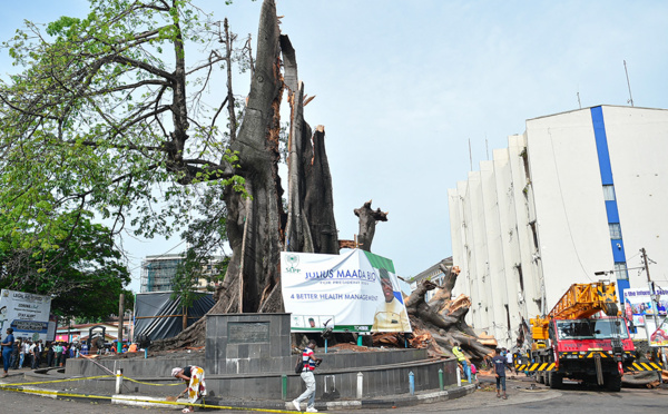 L'arbre emblématique de la capitale sierra-léonaise Freetown ravagé par une tempête