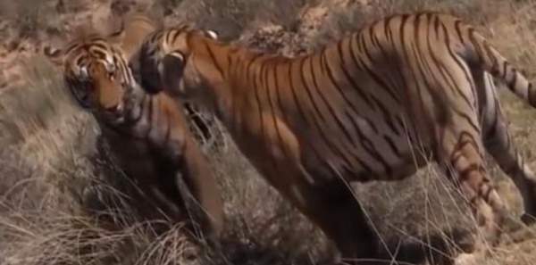Un riche Chinois condamné pour des banquets à la viande de tigre